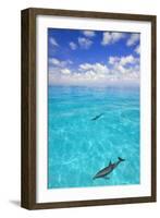 Dolphins-null-Framed Photographic Print