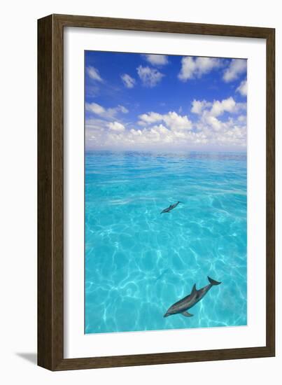 Dolphins-null-Framed Photographic Print