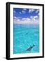 Dolphins-null-Framed Photographic Print