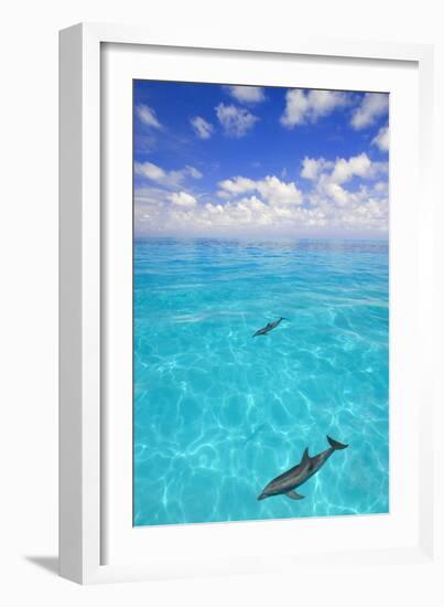 Dolphins-null-Framed Photographic Print