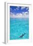 Dolphins-null-Framed Photographic Print