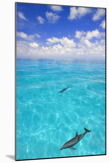 Dolphins-null-Mounted Photographic Print