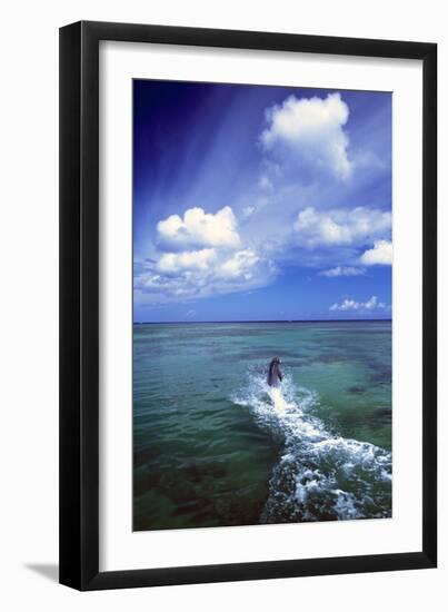 Dolphins-null-Framed Photographic Print