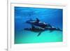 Dolphins-null-Framed Photographic Print