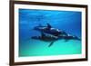 Dolphins-null-Framed Photographic Print