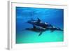 Dolphins-null-Framed Photographic Print