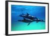 Dolphins-null-Framed Photographic Print