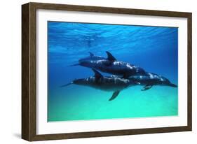 Dolphins-null-Framed Photographic Print