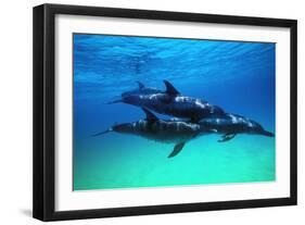 Dolphins-null-Framed Photographic Print