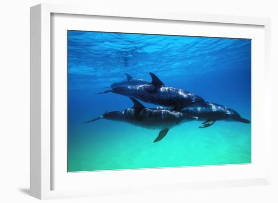 Dolphins-null-Framed Photographic Print