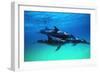 Dolphins-null-Framed Photographic Print