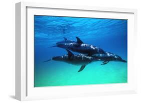 Dolphins-null-Framed Photographic Print