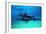 Dolphins-null-Framed Photographic Print