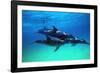 Dolphins-null-Framed Photographic Print