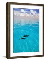 Dolphins-null-Framed Photographic Print