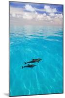 Dolphins-null-Mounted Photographic Print