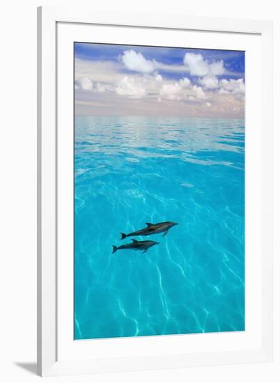 Dolphins-null-Framed Photographic Print