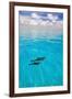 Dolphins-null-Framed Photographic Print