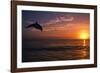 Dolphins-null-Framed Photographic Print