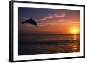 Dolphins-null-Framed Photographic Print