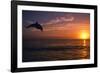 Dolphins-null-Framed Photographic Print