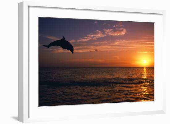 Dolphins-null-Framed Photographic Print