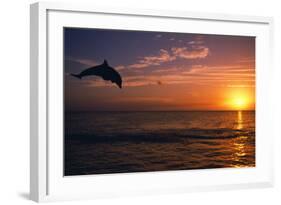 Dolphins-null-Framed Photographic Print