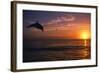 Dolphins-null-Framed Photographic Print