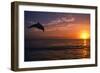 Dolphins-null-Framed Photographic Print