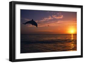 Dolphins-null-Framed Photographic Print