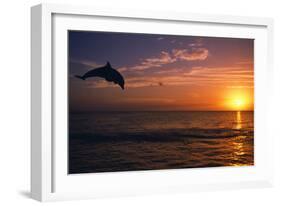 Dolphins-null-Framed Photographic Print