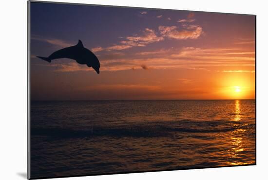 Dolphins-null-Mounted Photographic Print