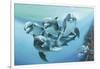 Dolphins-Durwood Coffey-Framed Giclee Print