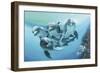 Dolphins-Durwood Coffey-Framed Premium Giclee Print
