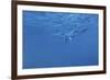 Dolphins-Michael Jackson-Framed Giclee Print