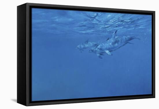 Dolphins-Michael Jackson-Framed Stretched Canvas