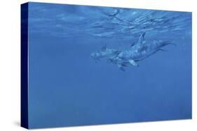 Dolphins-Michael Jackson-Stretched Canvas