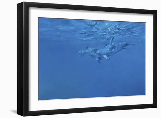 Dolphins-Michael Jackson-Framed Giclee Print