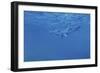 Dolphins-Michael Jackson-Framed Giclee Print