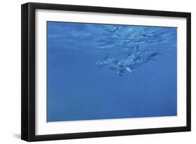 Dolphins-Michael Jackson-Framed Giclee Print