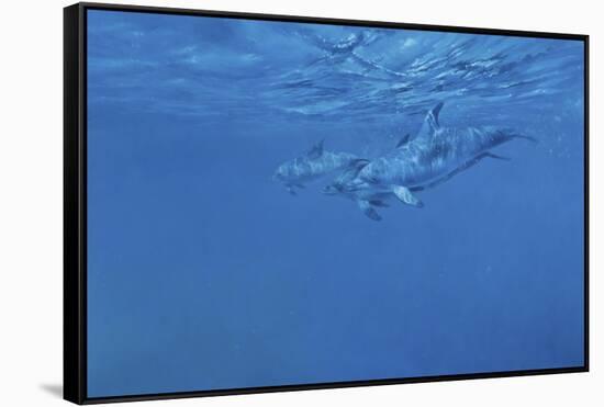 Dolphins-Michael Jackson-Framed Stretched Canvas
