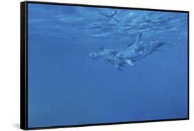 Dolphins-Michael Jackson-Framed Stretched Canvas