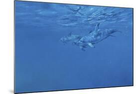 Dolphins-Michael Jackson-Mounted Giclee Print