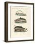 Dolphins-null-Framed Giclee Print