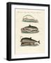 Dolphins-null-Framed Giclee Print