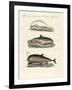 Dolphins-null-Framed Giclee Print