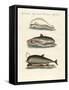 Dolphins-null-Framed Stretched Canvas