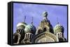 Domes of Church of the Saviour on Spilled Blood, UNESCO World Heritage Site, St. Petersburg, Russia-Gavin Hellier-Framed Stretched Canvas