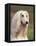 Domesti Dog, Afghan Hound Portrait-Adriano Bacchella-Framed Stretched Canvas