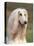 Domesti Dog, Afghan Hound Portrait-Adriano Bacchella-Stretched Canvas